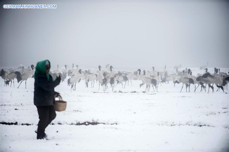 CHINA-YUNNAN-DASHANBAO-BLACK-NECKED CRANE (CN)