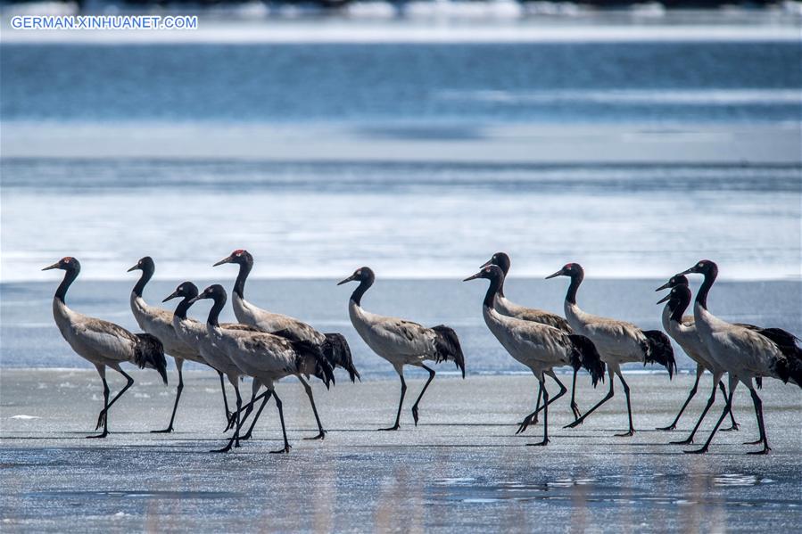 CHINA-YUNNAN-DASHANBAO-BLACK-NECKED CRANE (CN)