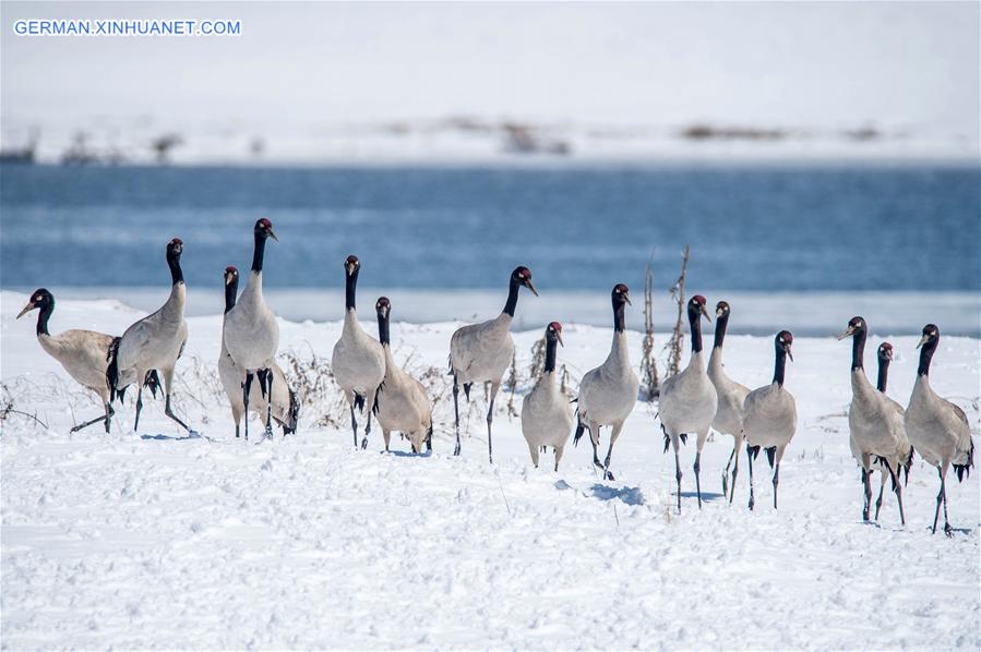 CHINA-YUNNAN-DASHANBAO-BLACK-NECKED CRANE (CN)