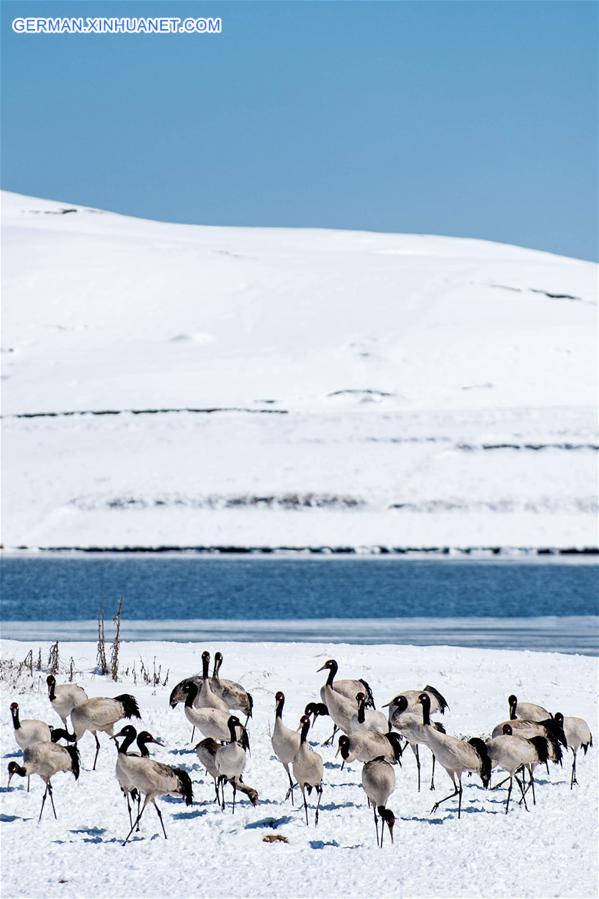 CHINA-YUNNAN-DASHANBAO-BLACK-NECKED CRANE (CN)