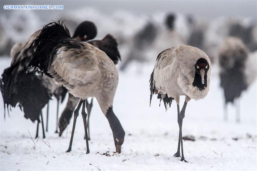 CHINA-YUNNAN-DASHANBAO-BLACK-NECKED CRANE (CN)