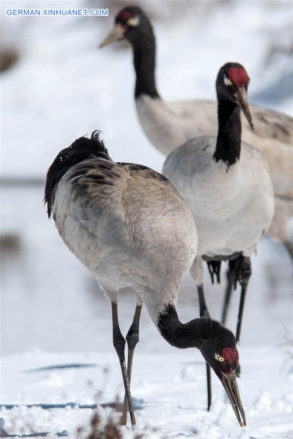 CHINA-YUNNAN-DASHANBAO-BLACK-NECKED CRANE (CN)