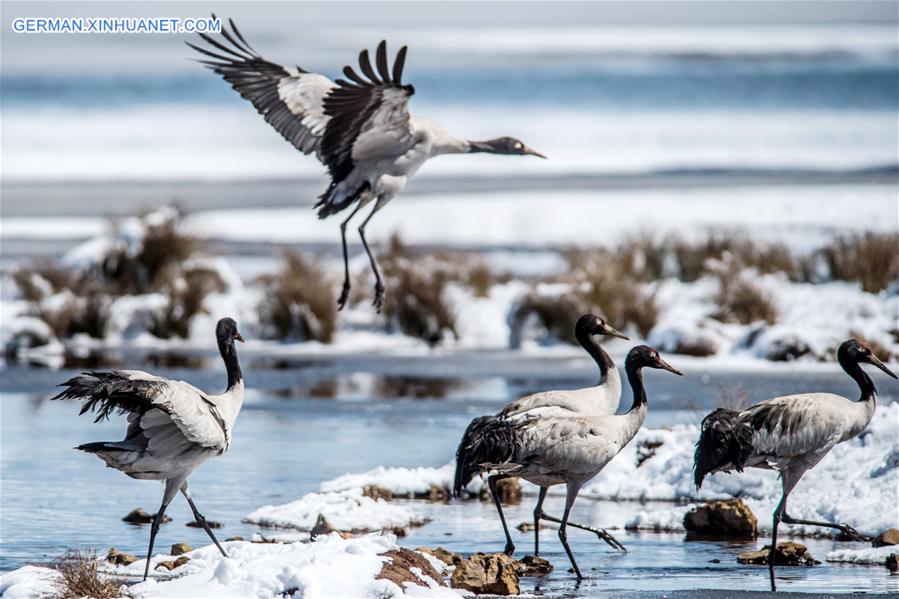 CHINA-YUNNAN-DASHANBAO-BLACK-NECKED CRANE (CN)