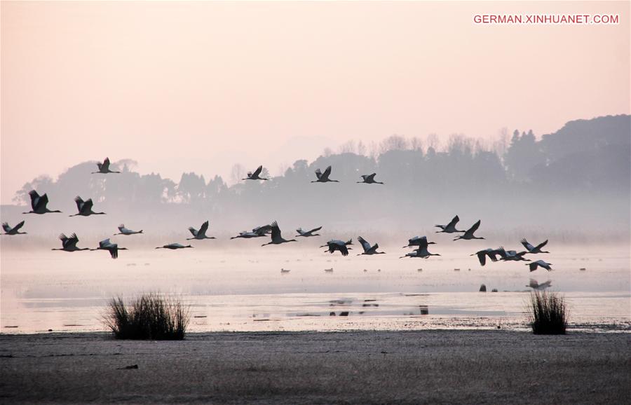 #CHINA-GUIZHOU-BIRDS-MIGRATION (CN)