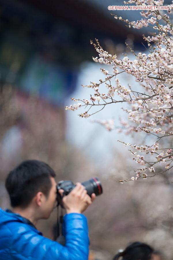 #CHINA-NANJING-PLUM BLOSSOM(CN)