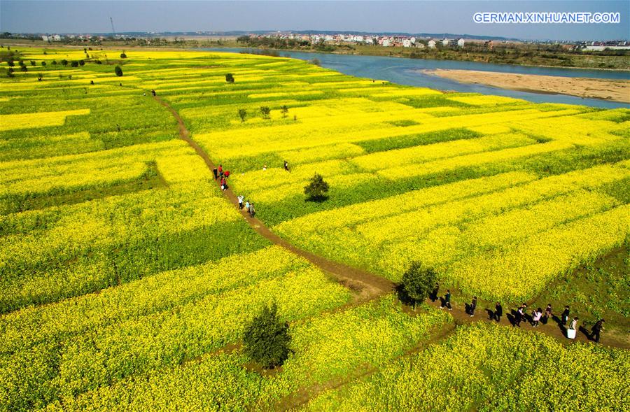 #CHINA-JIANGXI-XINYU-RAPE FLOWER (CN)