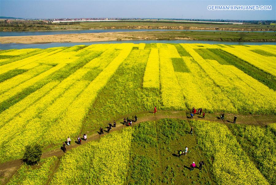 #CHINA-JIANGXI-XINYU-RAPE FLOWER (CN)