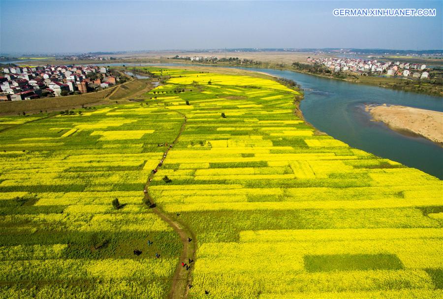 #CHINA-JIANGXI-XINYU-RAPE FLOWER (CN)