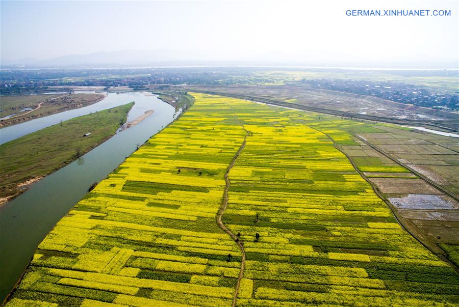 #CHINA-JIANGXI-XINYU-RAPE FLOWER (CN)