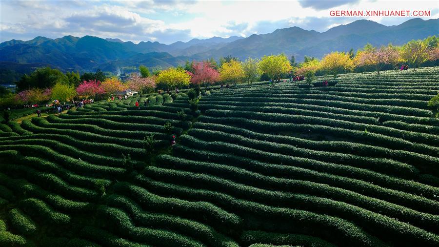 #CHINA-FUJIAN-LONGYAN-FIELD (CN)