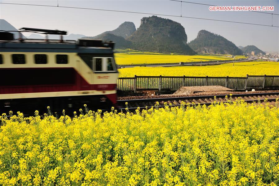 #CHINA-YUNNAN-LUOPING-RAPE FLOWERS (CN)