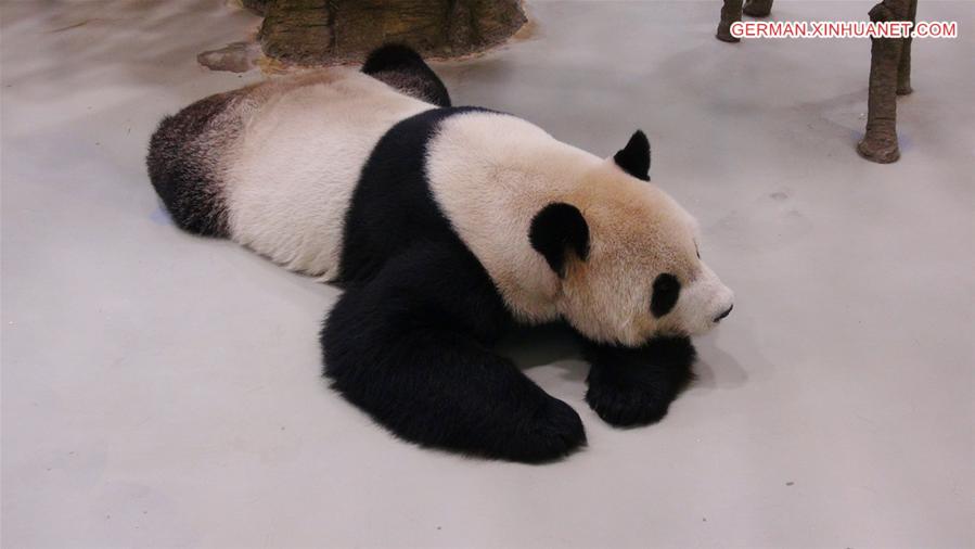 #CHINA-TAIWAN-PANDA-ARTIFICIAL INSEMINATION (CN)