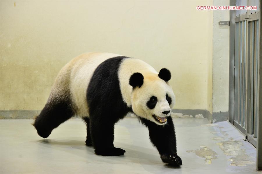 #CHINA-TAIWAN-PANDA-ARTIFICIAL INSEMINATION (CN)