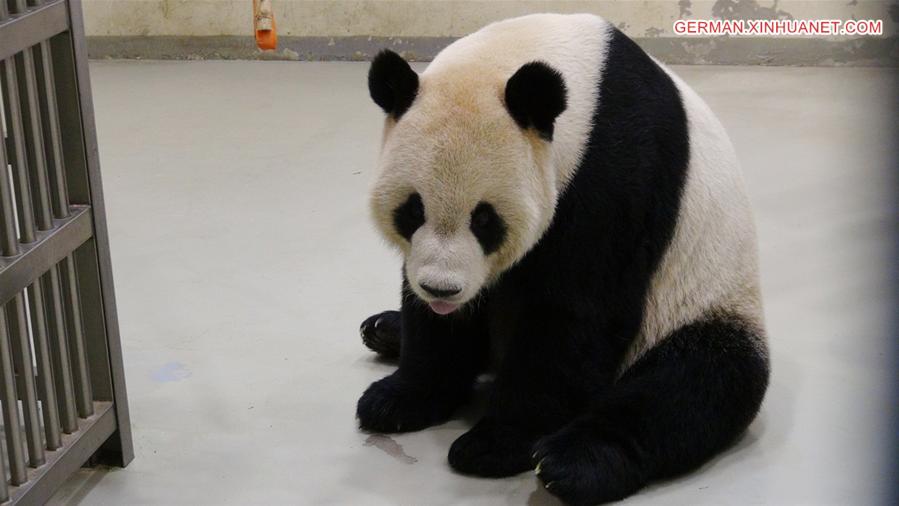 #CHINA-TAIWAN-PANDA-ARTIFICIAL INSEMINATION (CN)