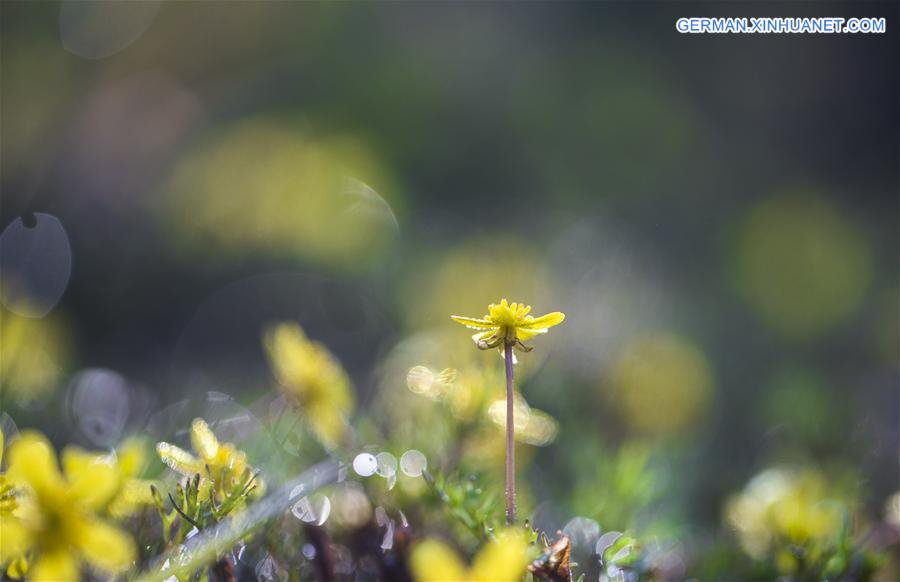 #CHINA-SPRING SCENERY (CN)