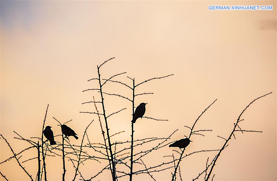 #CHINA-SPRING SCENERY (CN)