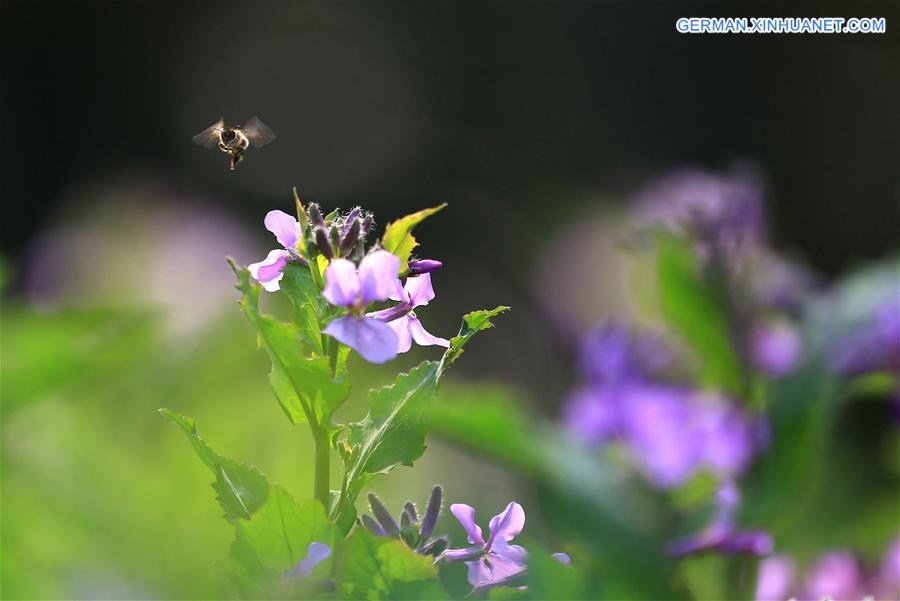 #CHINA-SPRING SCENERY (CN)