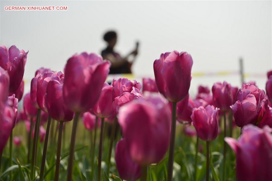 CHINA-NANCHANG-TULIP-DISPLAY (CN)