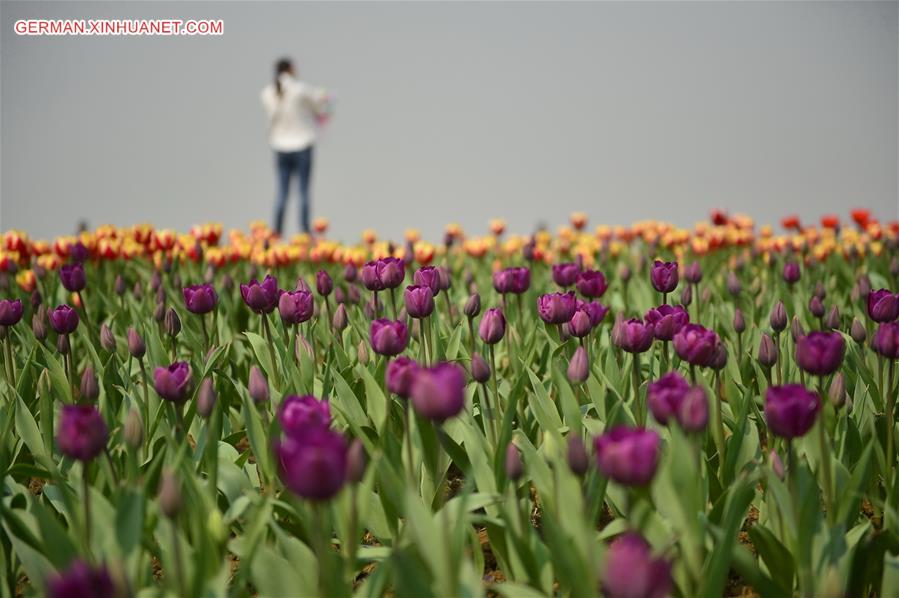 CHINA-NANCHANG-TULIP-DISPLAY (CN)