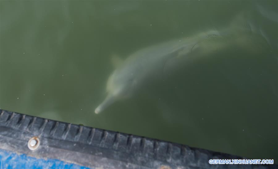#CHINA-GUANGXI-DOLPHIN (CN)