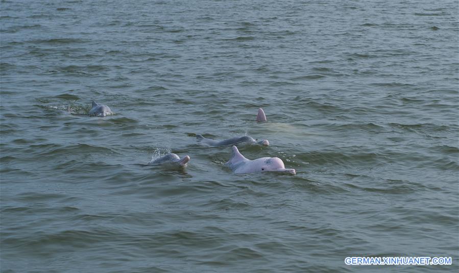 #CHINA-GUANGXI-DOLPHIN (CN)