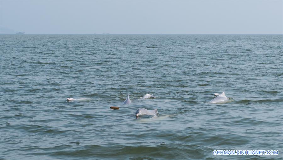 #CHINA-GUANGXI-DOLPHIN (CN)