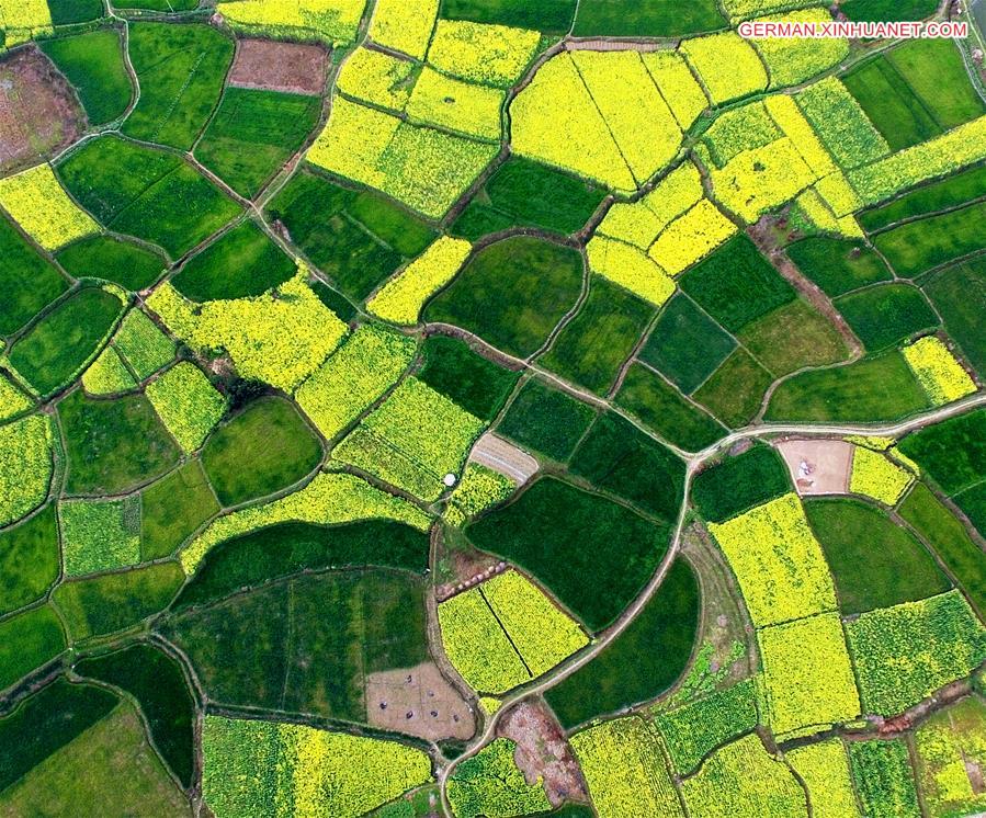 #CHINA-SICHUAN-DEYANG-RAPE FLOWERS (CN)