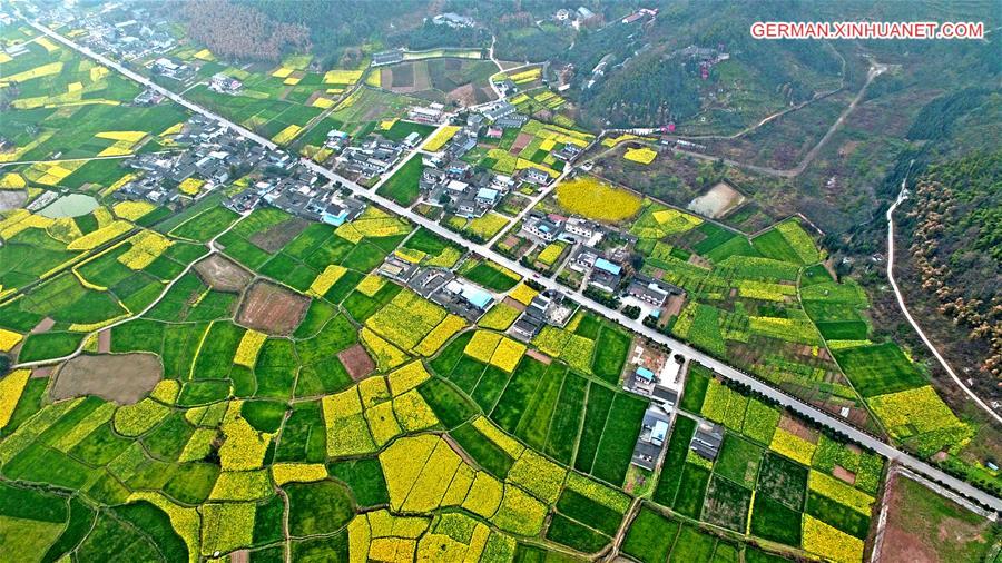 #CHINA-SICHUAN-DEYANG-RAPE FLOWERS (CN)