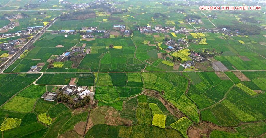 #CHINA-SICHUAN-DEYANG-RAPE FLOWERS (CN)