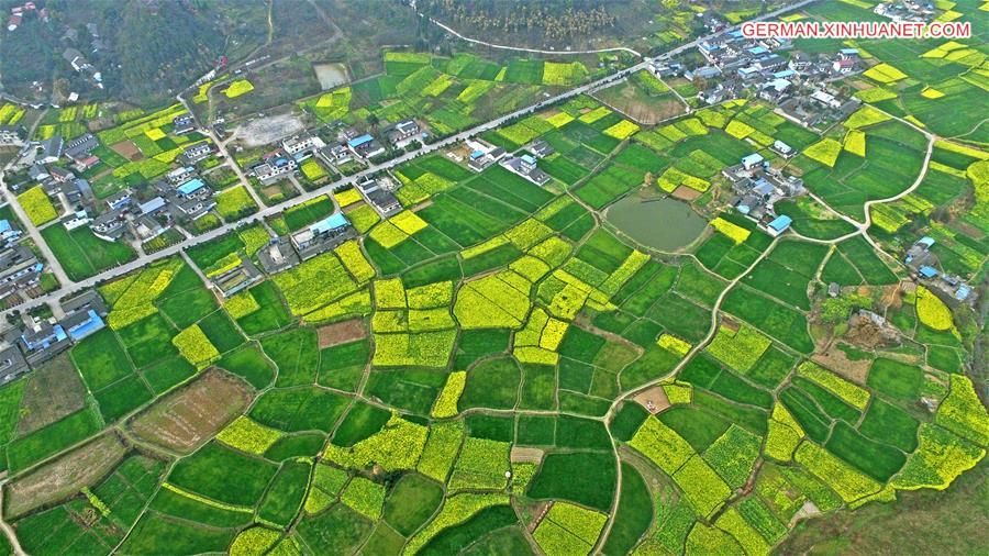 #CHINA-SICHUAN-DEYANG-RAPE FLOWERS (CN)