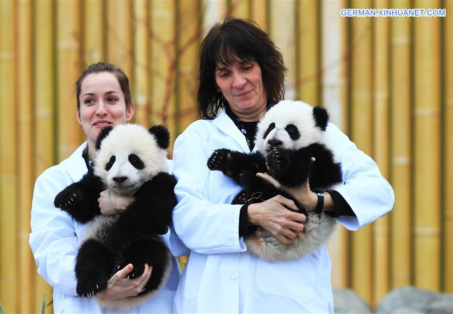 （国际）（1）加拿大龙凤胎熊猫宝宝名字出炉