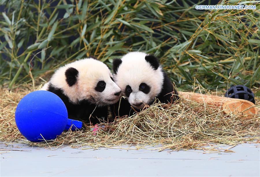 CANADA-TORONTO-TWIN PANDA CUBS-CHRISTENING