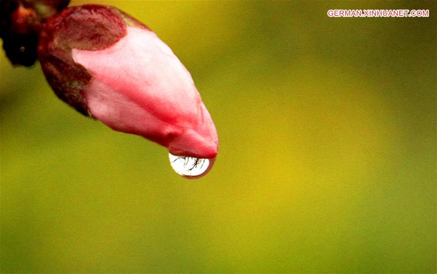 #CHINA-JIANGXI-PEACH BLOSSOM(CN)