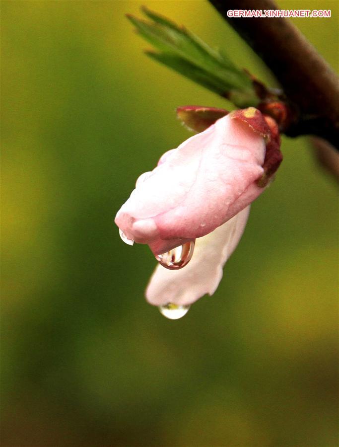 #CHINA-JIANGXI-PEACH BLOSSOM(CN)