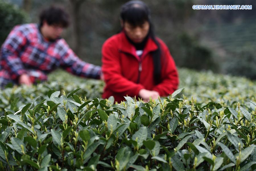 CHINA-HANGZHOU-TEA LEAVES PICKING (CN)