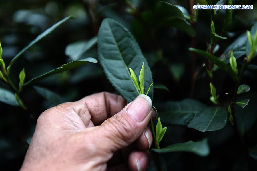 CHINA-HANGZHOU-TEA LEAVES PICKING (CN)