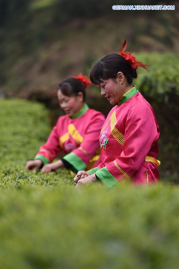 #CHINA-GUANGXI-TEA LEAVES PICKING (CN)