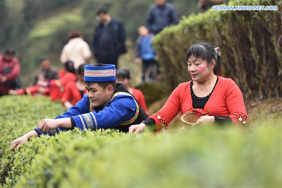 #CHINA-GUANGXI-TEA LEAVES PICKING (CN)