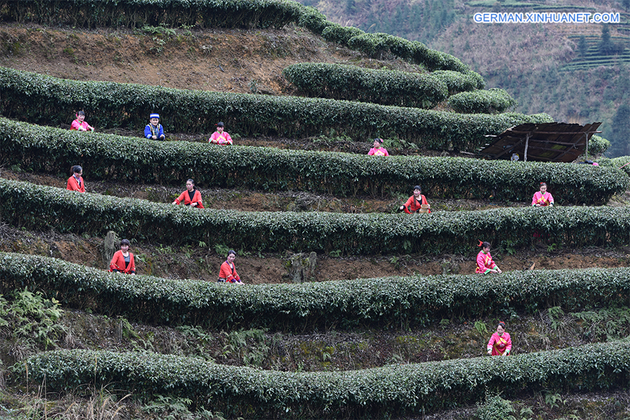 #CHINA-GUANGXI-TEA LEAVES PICKING (CN)