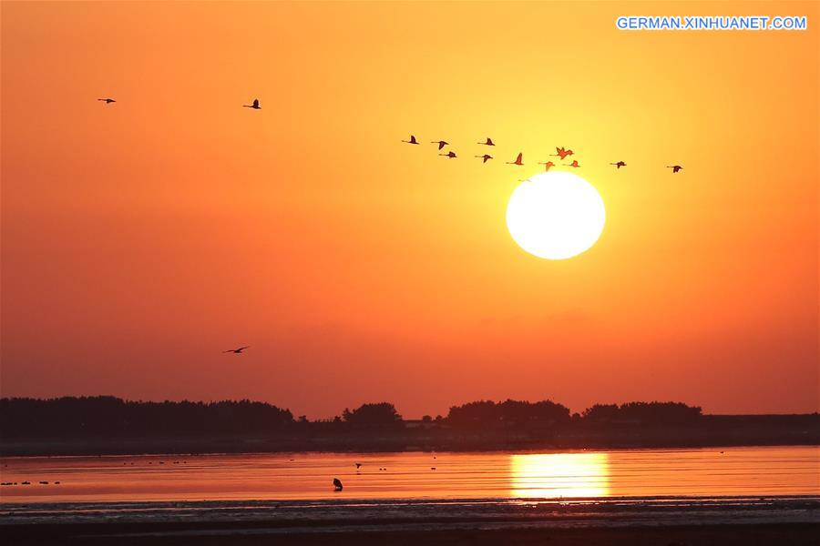 #CHINA-SHANDONG-SUNRISE-SWAN(CN) 