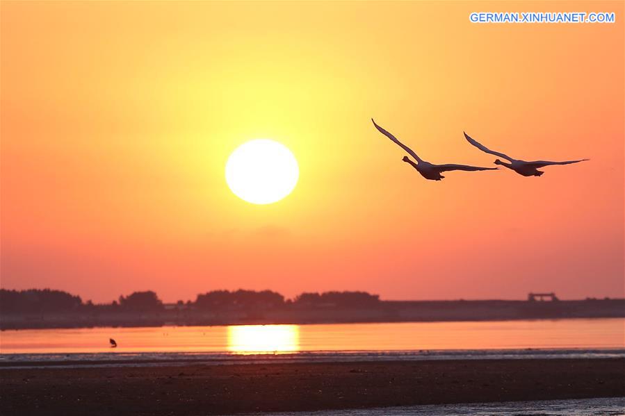 #CHINA-SHANDONG-SUNRISE-SWAN(CN) 