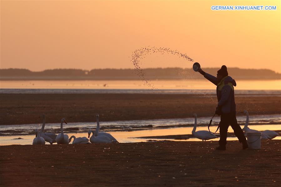 #CHINA-SHANDONG-SUNRISE-SWAN(CN) 