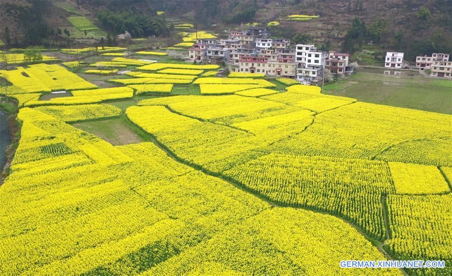 #CHINA-RAPE FLOWERS-SCENERY (CN)