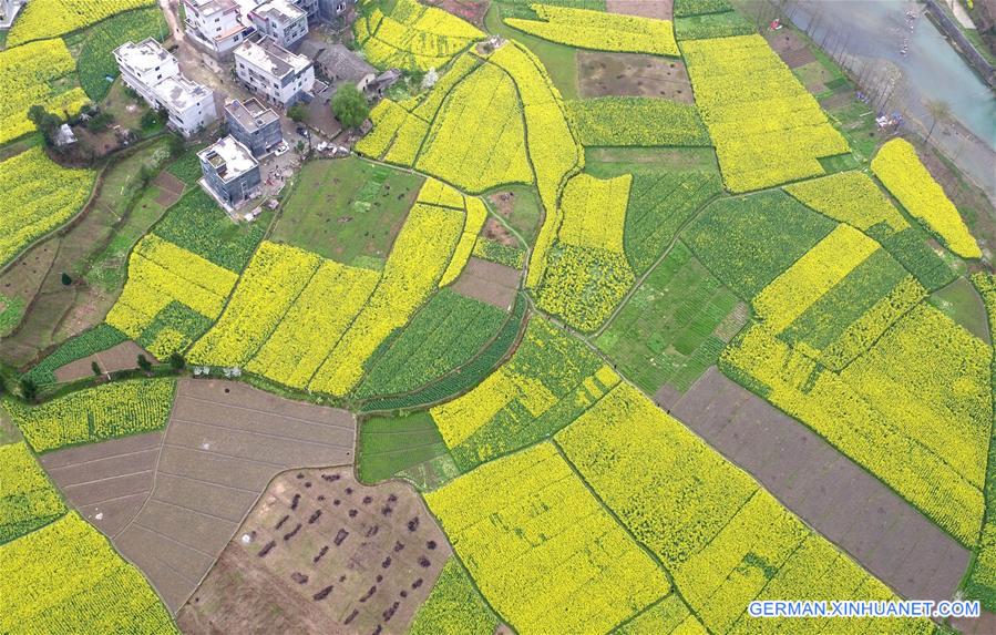 #CHINA-RAPE FLOWERS-SCENERY (CN)