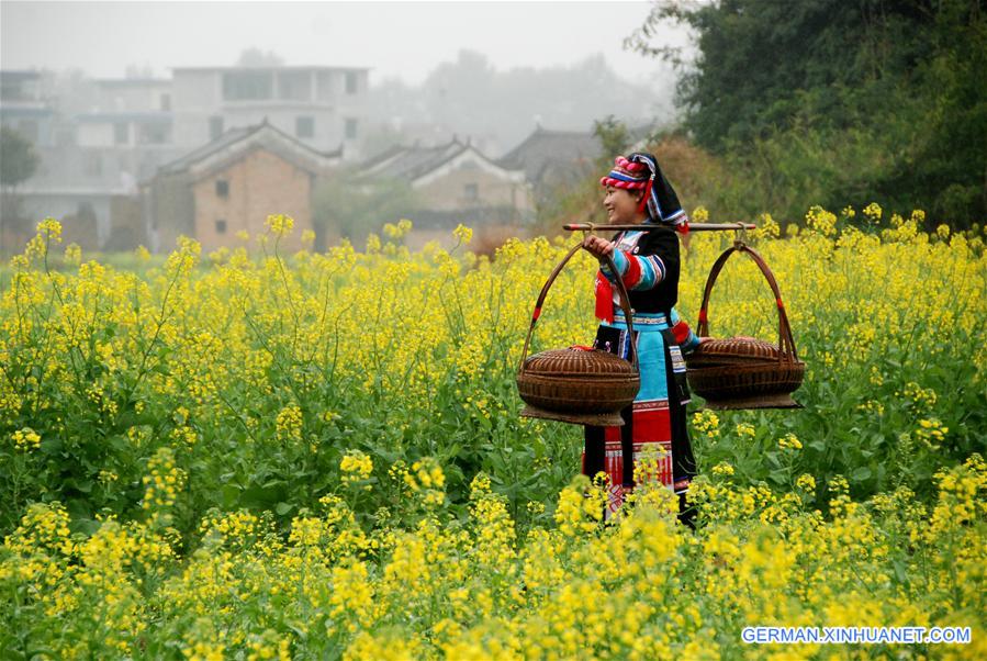 #CHINA-RAPE FLOWERS-SCENERY (CN)