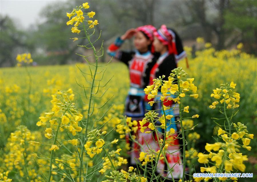 #CHINA-RAPE FLOWERS-SCENERY (CN)