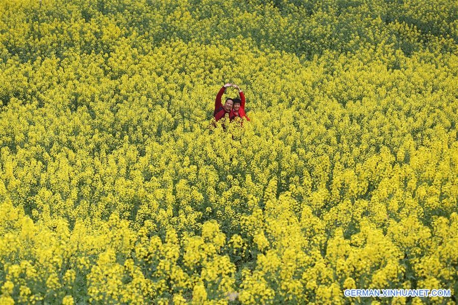 #CHINA-RAPE FLOWERS-SCENERY (CN)