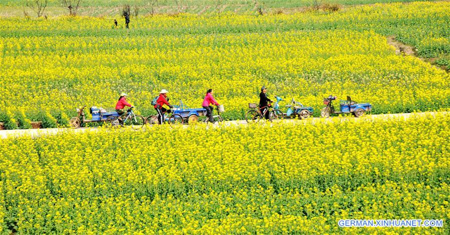 #CHINA-RAPE FLOWERS-SCENERY (CN)