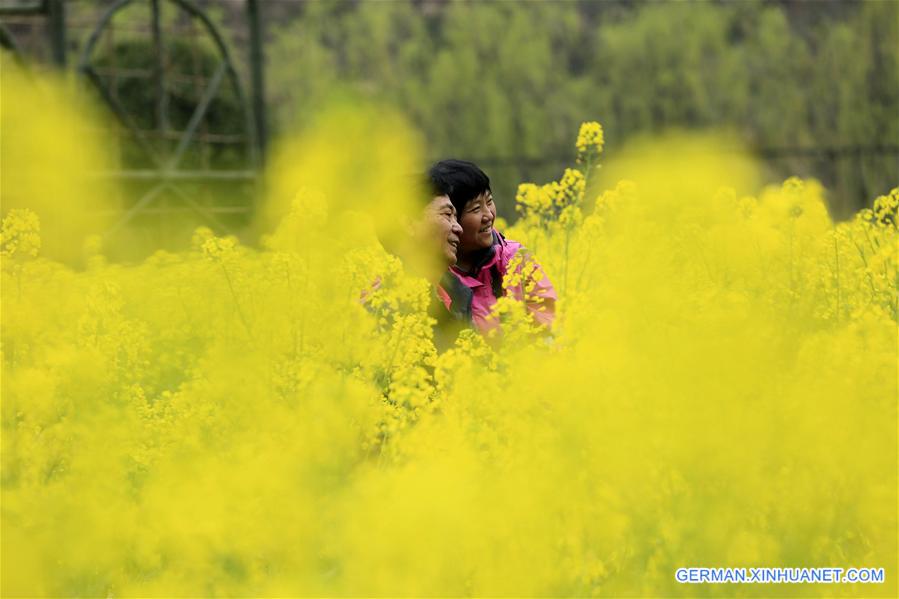 #CHINA-RAPE FLOWERS-SCENERY (CN)