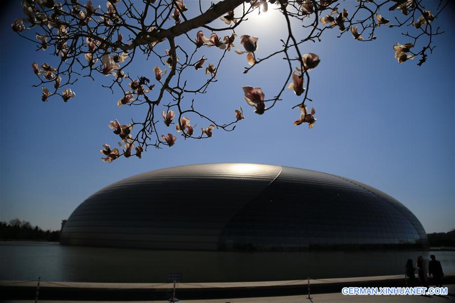 #CHINA-BEIJING-MAGNOLIA FLOWERS (CN)